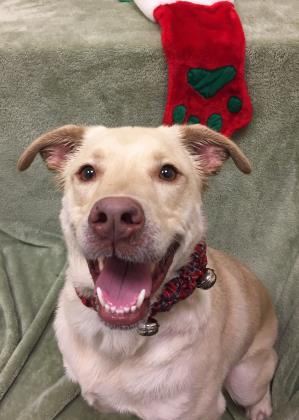 cthumane's tweet photo. What's your pet's New Year's resolution? Is it to smile more like Georgia? Or to give you more room on your pillow at night?
#NewYearsResolution #HereComes2018 #Goodbye2017 https://t.co/RANStkBkLF