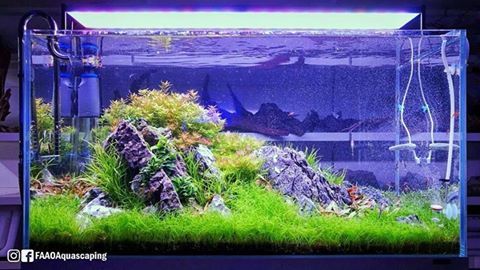 acuario3web's tweet image. Update of the planted aquarium scaped at Peixanario in Portalegre during the live aquascaping event powered by Aquaflora plants and Twinstar Iberica #FAAO #Aquaflora #Aquascaping #planted #aquarium #aquatic #plant #freshwater #plantedtank #aquascape #plantedaquarium #Twinstar