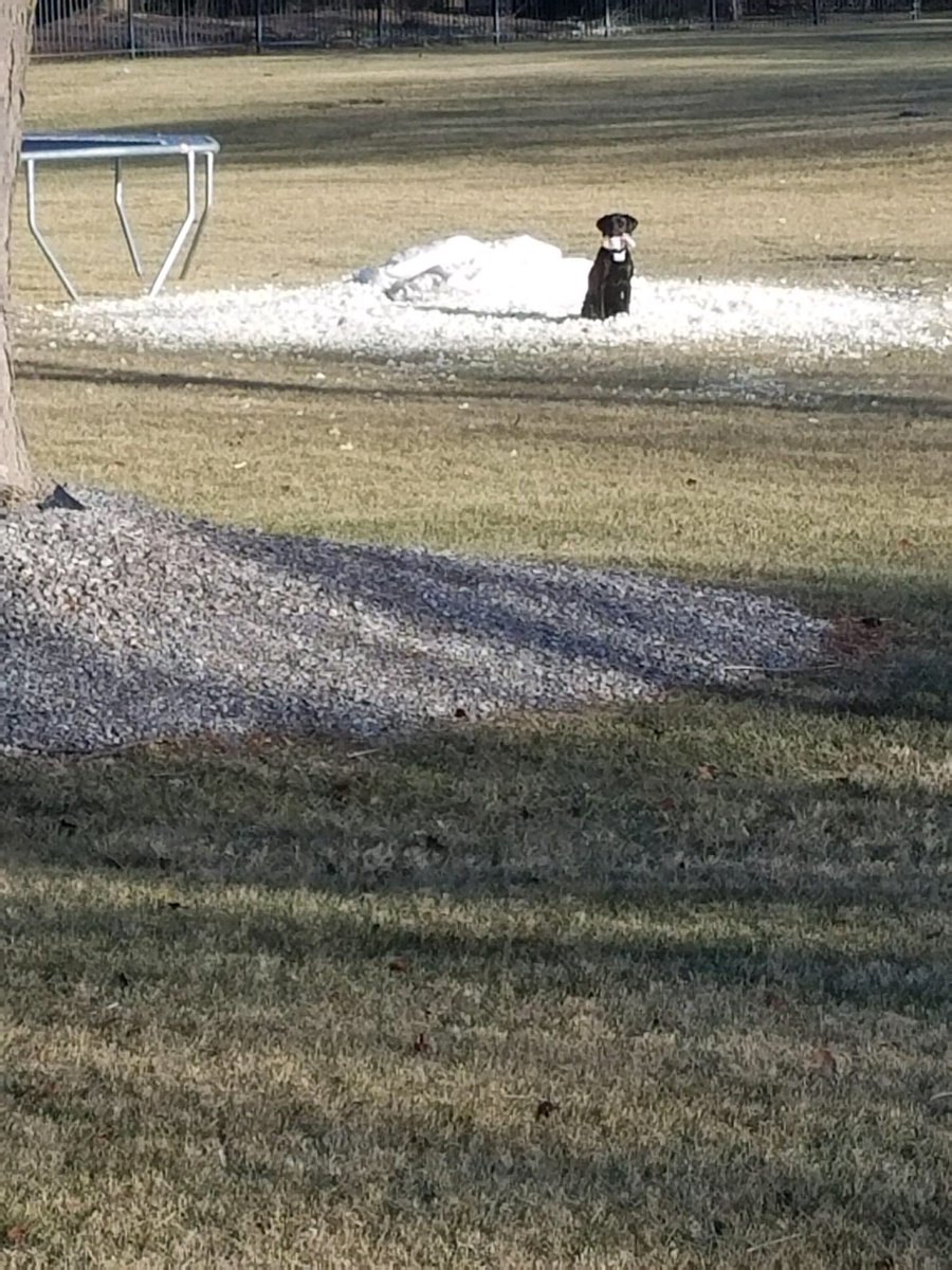 Braungardtanner's tweet photo. Neighbor sent us this😂 https://t.co/LqaGZQnMzG