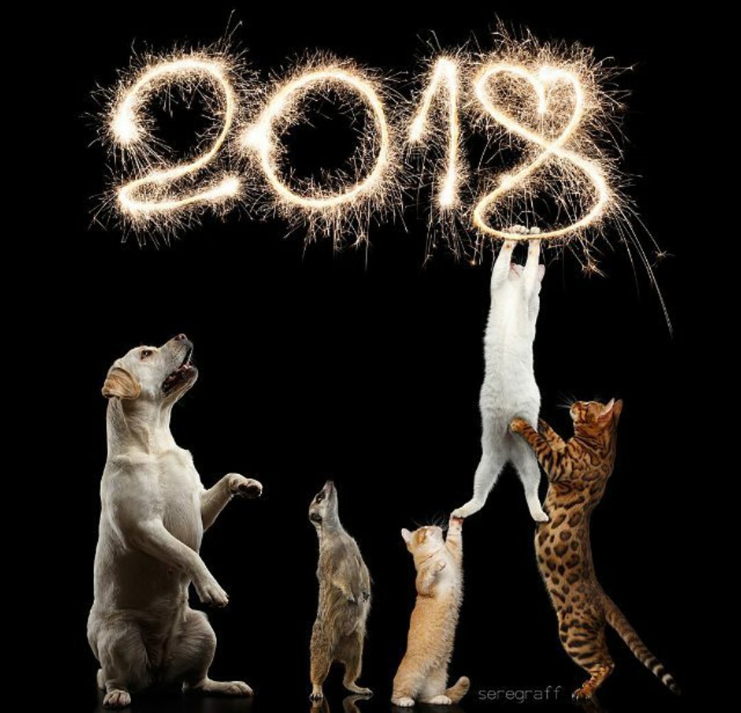 thecatfloor's tweet photo. Happy New Year to all my pawfriends! #CatsOfTwitter
@lucytuxedo @TheHardyBoyCats @PhoebeAndSelene @Fiddle_Pub_Cat @CuriousZelda @PebblesPuss2014 @meowkittything @jadee1437 @TheGreatFuzzCat @Sergeant_Meow @9Muscateers @NotPoshLady @fluffybasil https://t.co/lerbHnezYM