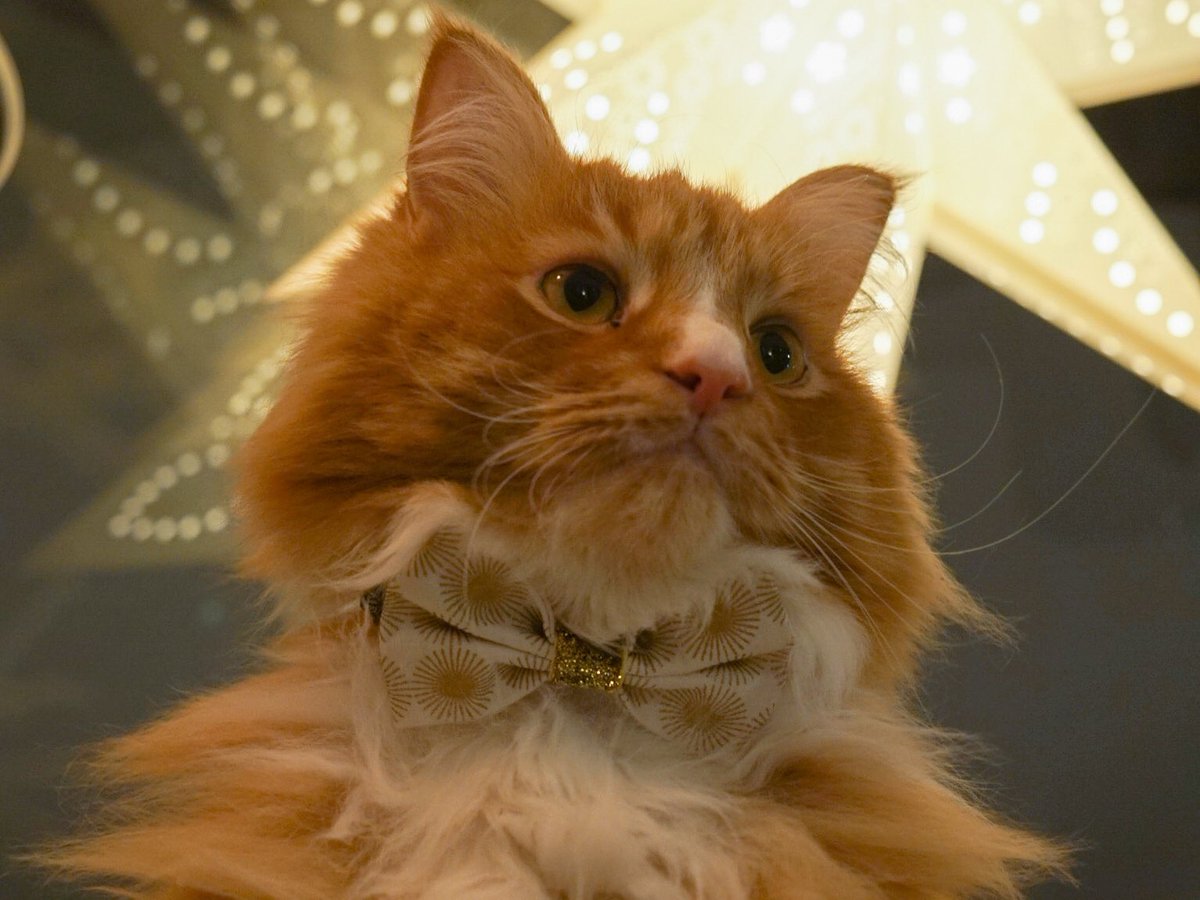 Happy New Year to all my wonderful furriends! I feel #khantastic