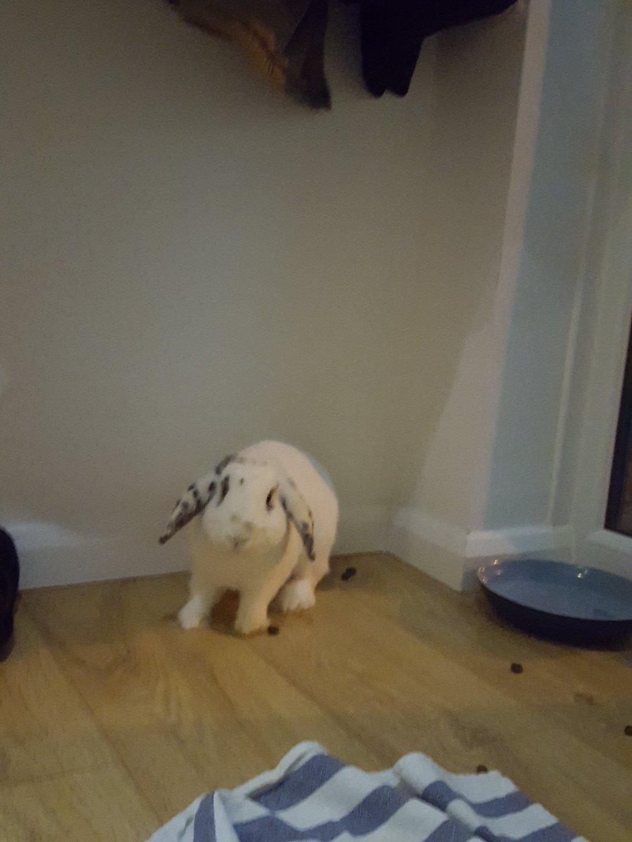 There is rabit poo everywhere, the rabbit poo is in the house, he is in the house because there may be fireworks and hes terrified of them bless him🐰