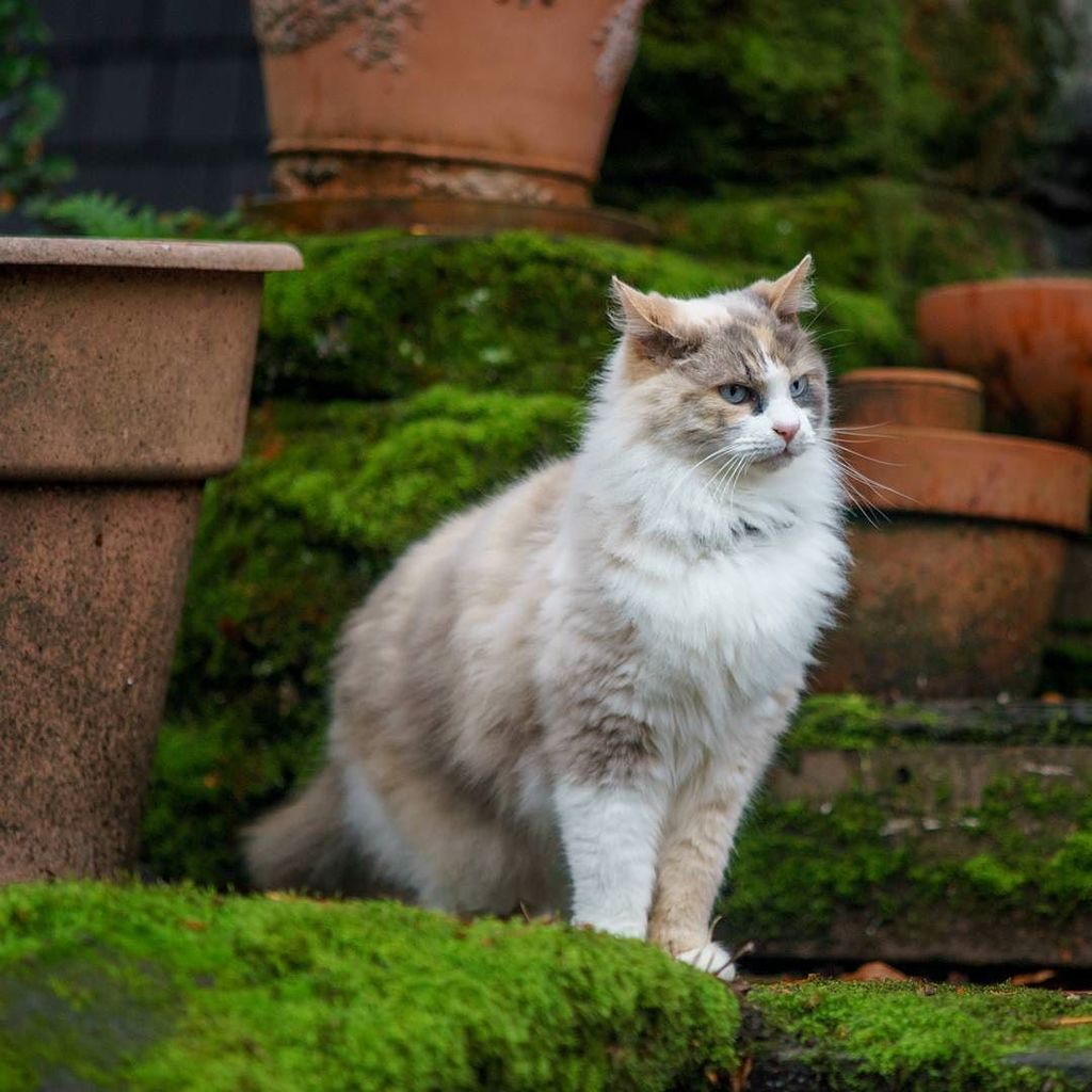 catmapper's tweet image. mood ift.tt/2C1Ageo