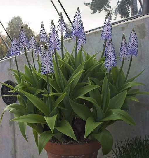 Nice when you find a plant in the greenhouse you completely forgot you had 
This is two small bulbs of the beautiful scilla maderensis a rare endangered, species, from the island of Madeira 
I wonder how long before they reach flowering size 
But it’ll be well worth the Wait 😁🌱