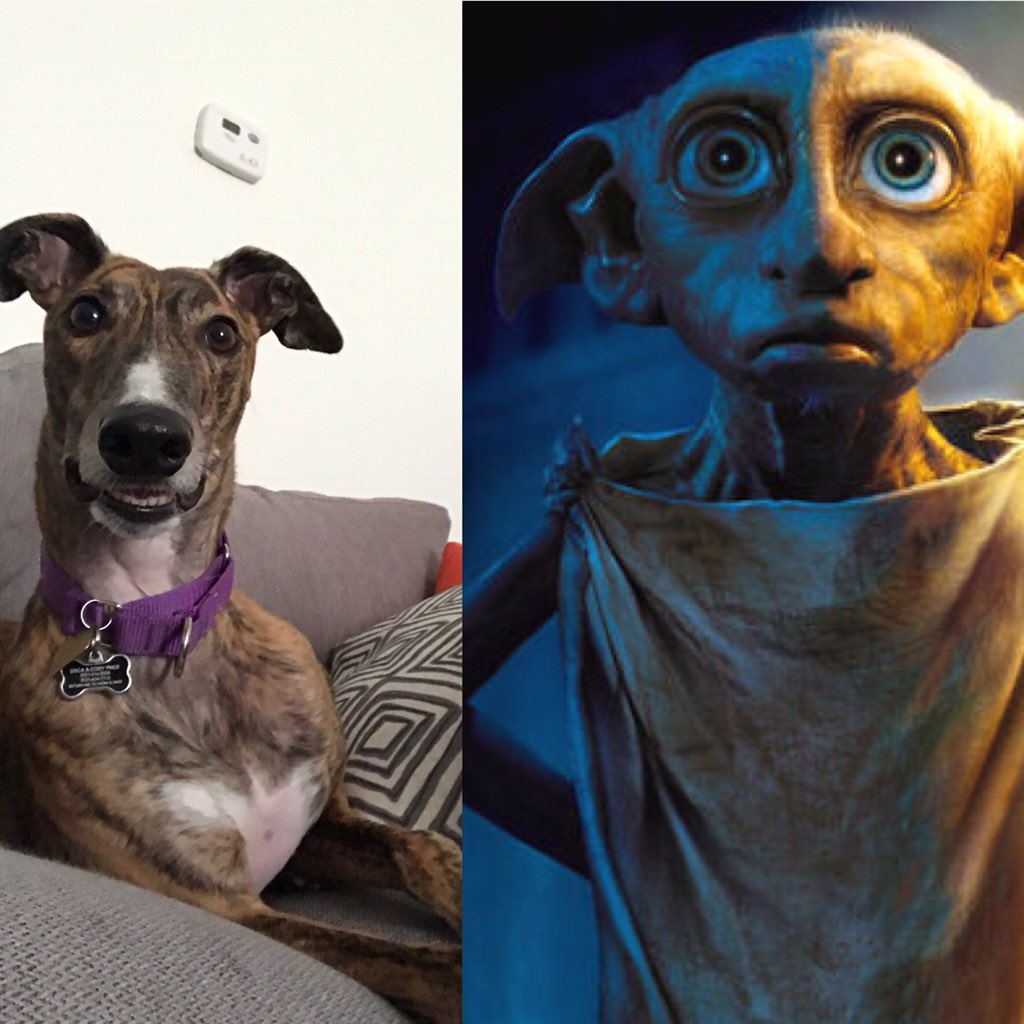 AwkwardSnoot's tweet photo. Who's this? They look like me! #dobby #HarryPotter #dogelf @dog_rates @ltsHarryPotter @UndeadDobbyy https://t.co/fadSJIIyHR