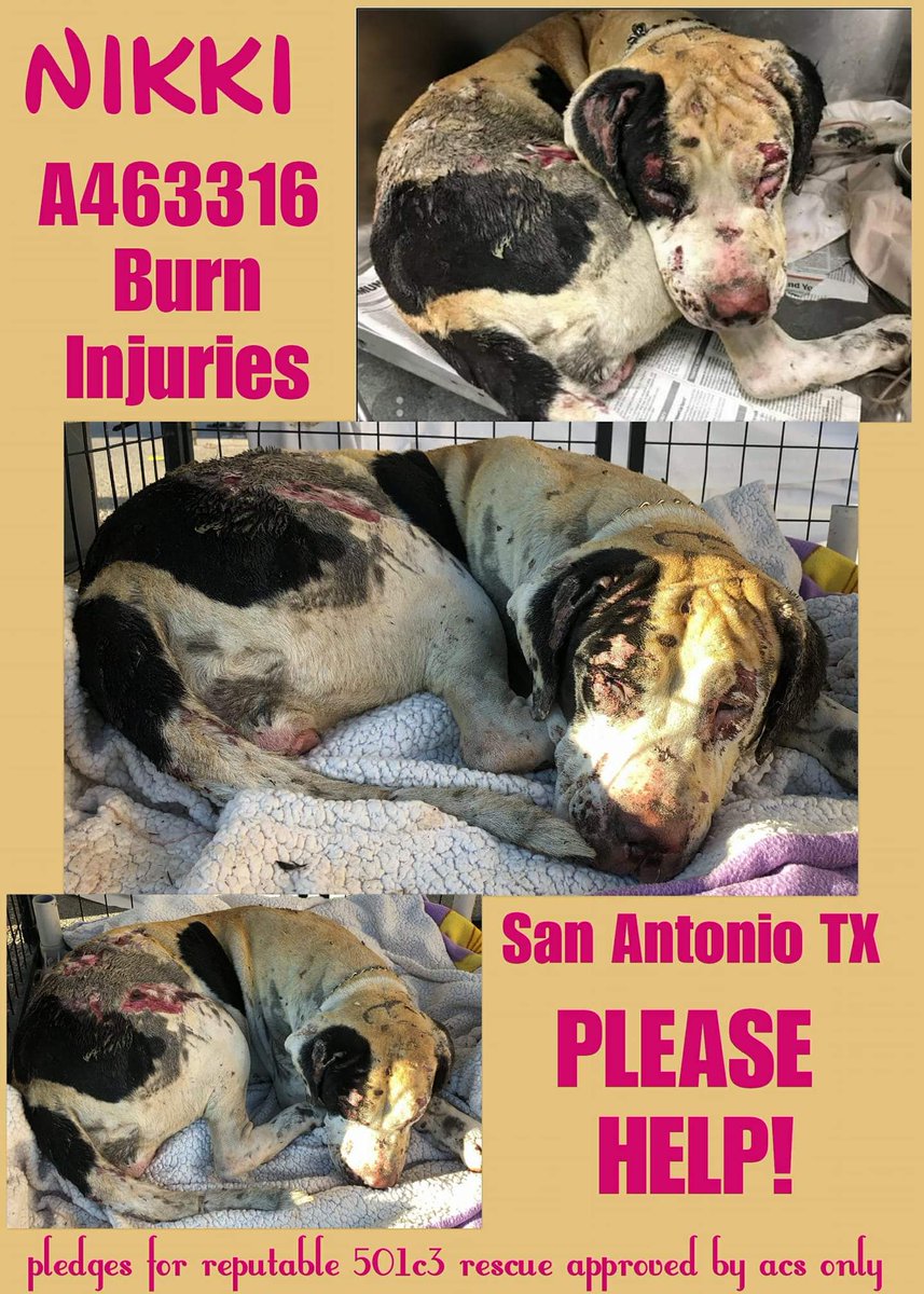 MaureenDe2's tweet photo. Please pledge 
https://t.co/Oc1kQ1Mqbd https://t.co/fSaVs7Be0r