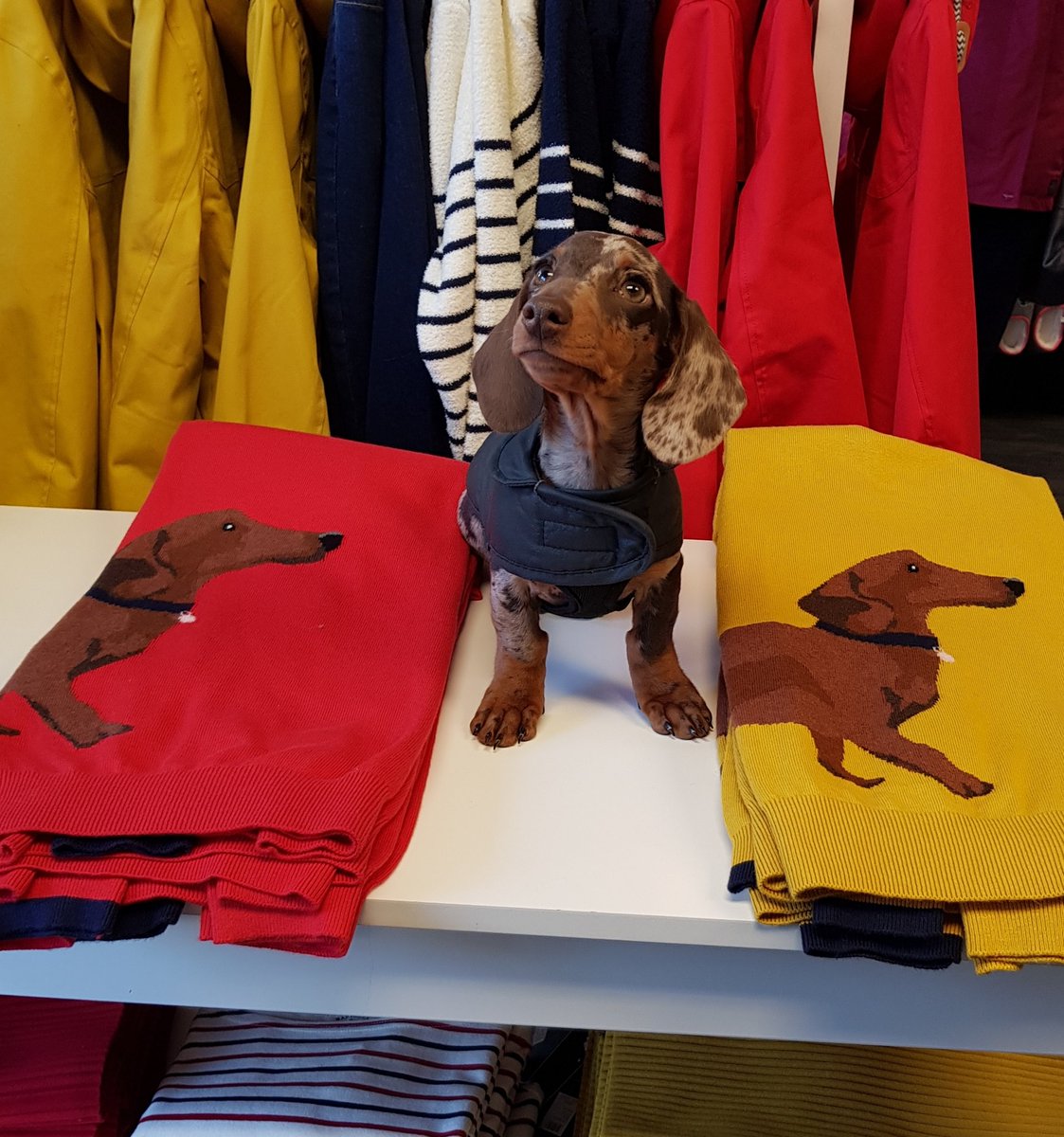 Joules of Alnwick tweet media