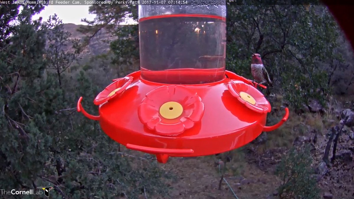 MPBirdCam tweet picture
