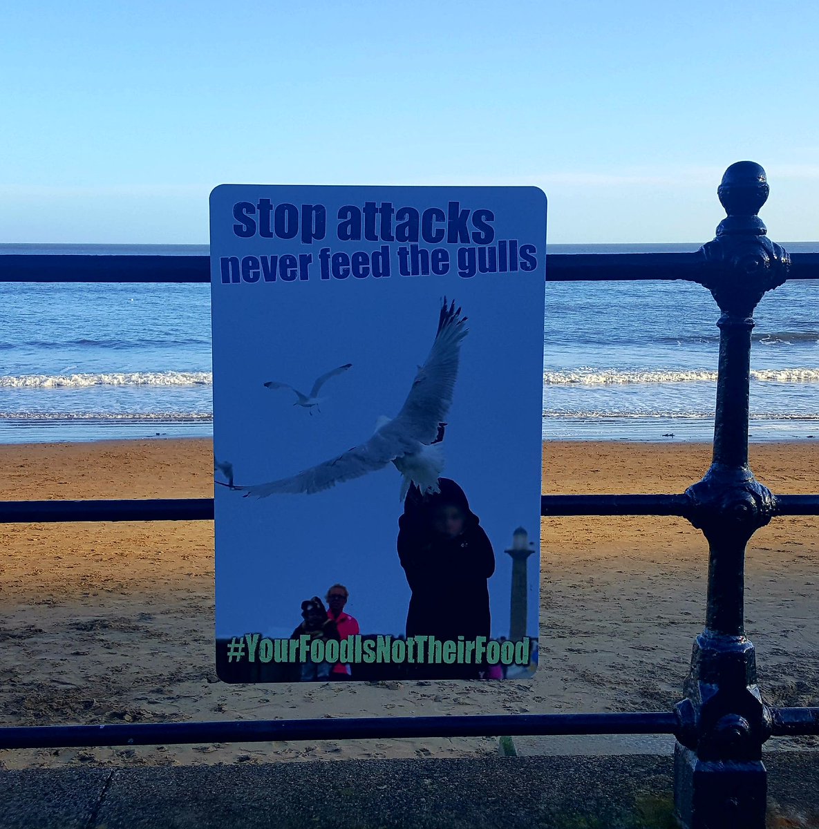 CE_Gull's tweet photo. No chips to nick here! #Scarborough #gullsontour #nyegull https://t.co/OiAG8vjj7S