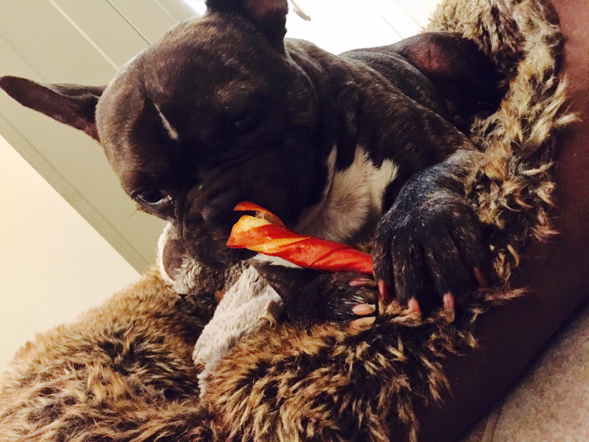 GlutenAl's tweet photo. So the Frenchie has his chew, I'm on the Gin and nibbles...what are you guys up to? In? Out? Or "Out Out"? #NewYearsEve https://t.co/WCA50Gnl59