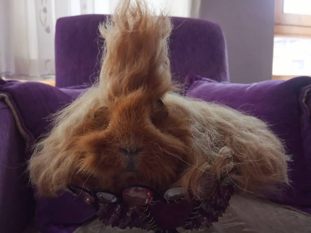 PetStories88's tweet photo. When your hair's on point 😀
Ready for tonight?🤩🎉🥂
Happy New Year! 
#HappyNewYear  #HappyNewYear2018  #NYE2018 #hairstyle #guineapigs #pets  #petstories  #animals  
Photo Credit: https://t.co/C1S7CrCwcA https://t.co/LJpGVjMR5h