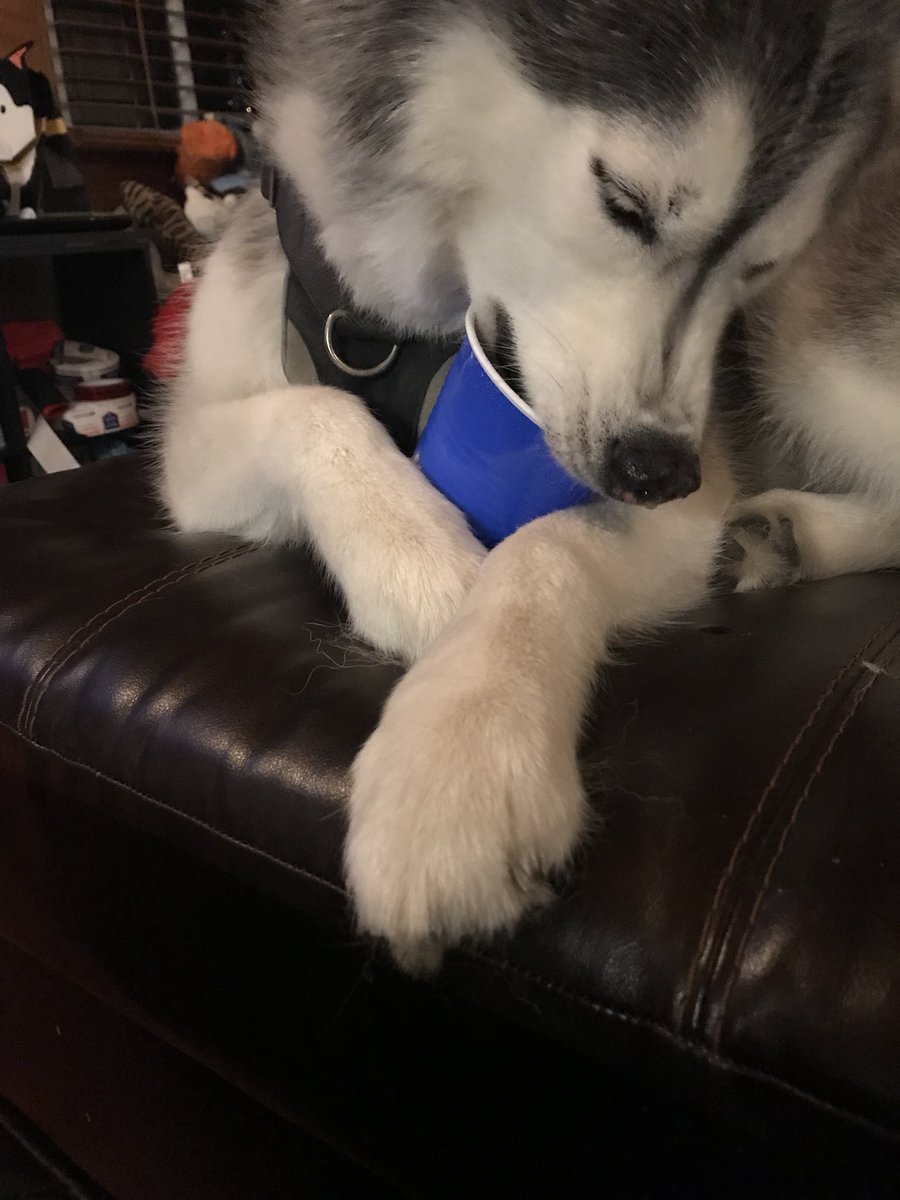TrueFauxFacts's tweet photo. To start the #Bluecupmovement Rise Above The Red #NewYearsResolutionsForPets https://t.co/UabMhjbGDM