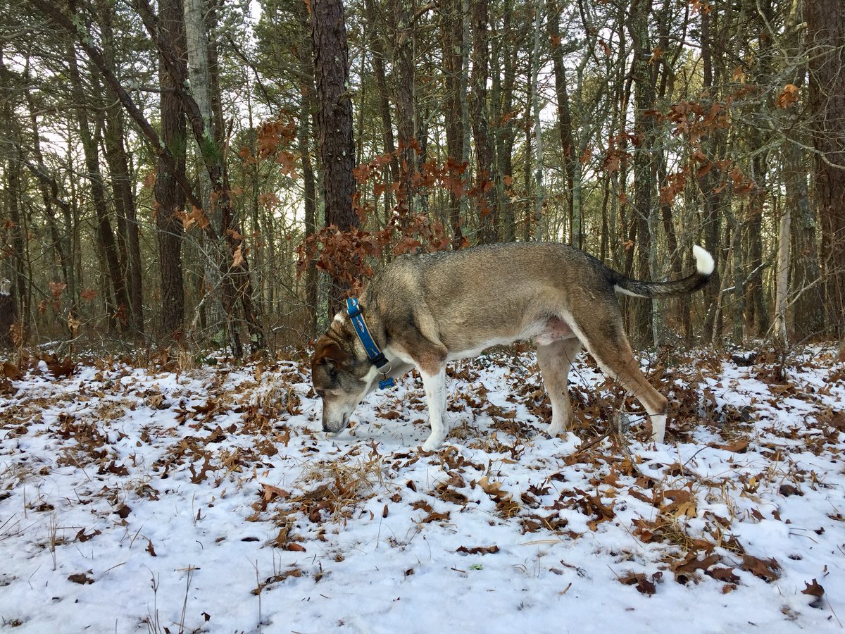 casspatrick's tweet photo. 4 photos, 2 w/dog https://t.co/vVvWJdZsKY