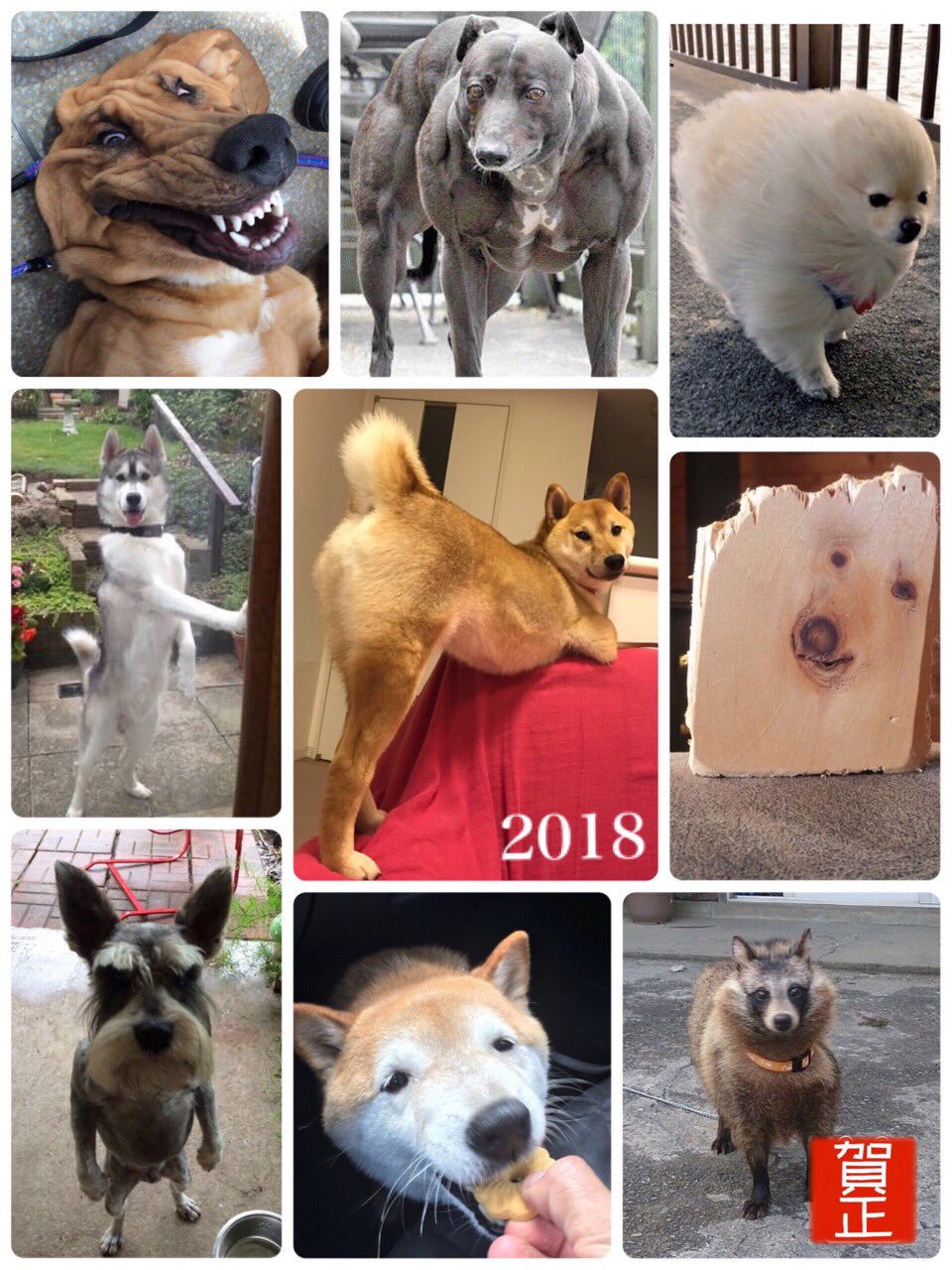 ガイジーヌ 