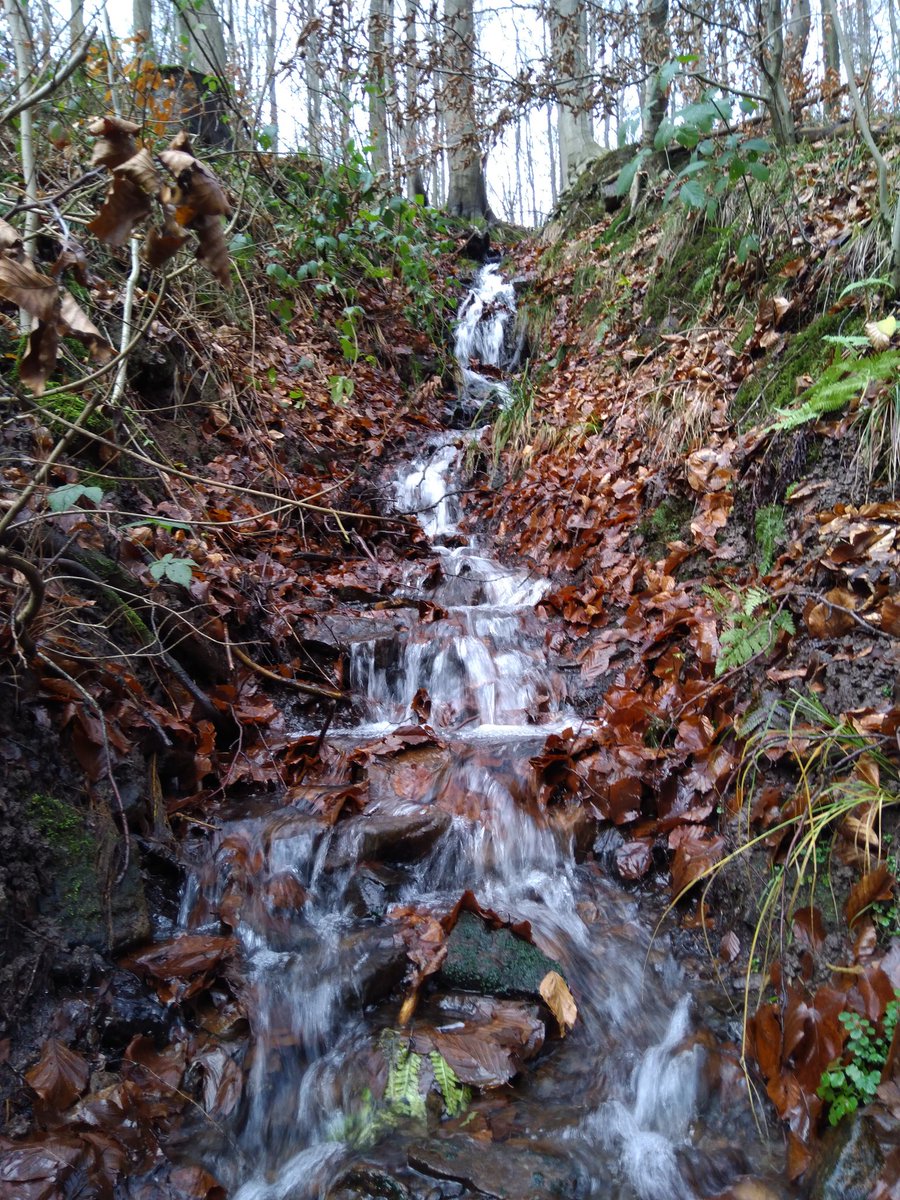 Mstr_f_Dstrctn's tweet photo. Some nice Pictures from a Photo Tour in a Forest near Hemeln (Hann. Münden).
#Forest #Nature #Photos #Hemeln https://t.co/8bRaxD71o1