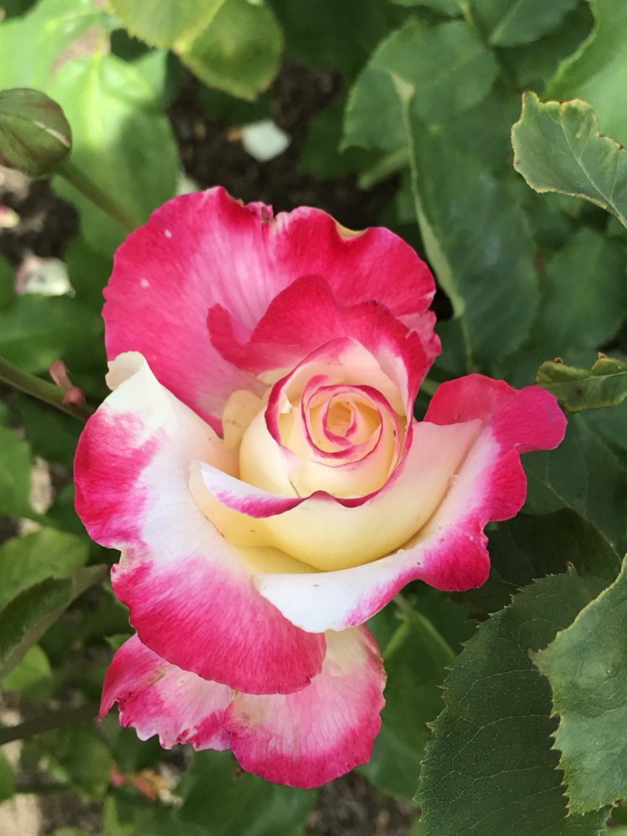 A Passage of Roses to the Queen of the Prairie thefragrantman.com/2018/01/01/a-p…