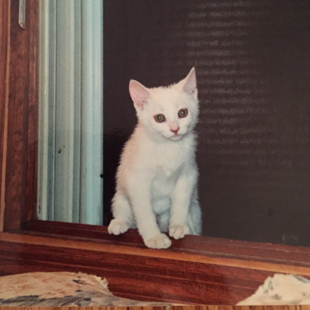 BitchestheCat's tweet photo. We lost a great one this year... https://t.co/iSqmPkVXjg