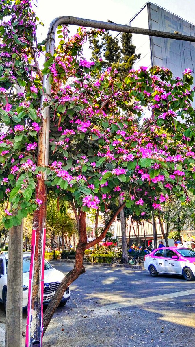 La mayoría de las metas para 2018 no se cumplirán... Porque regularmente son poco reales y sin un plan de acción. Vamos con propósitos realistas, acciones inteligentes y sensibles. #2018ConAtención