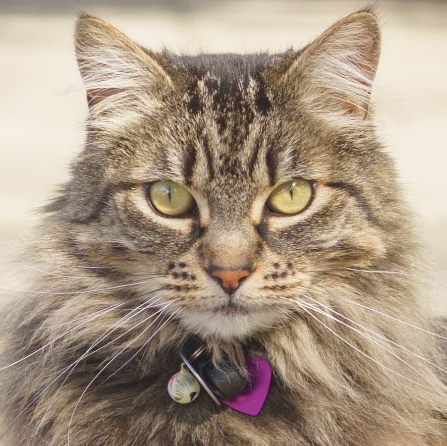 catmapper's tweet image. Cocoa the cat #catmapper ift.tt/2ly53sc