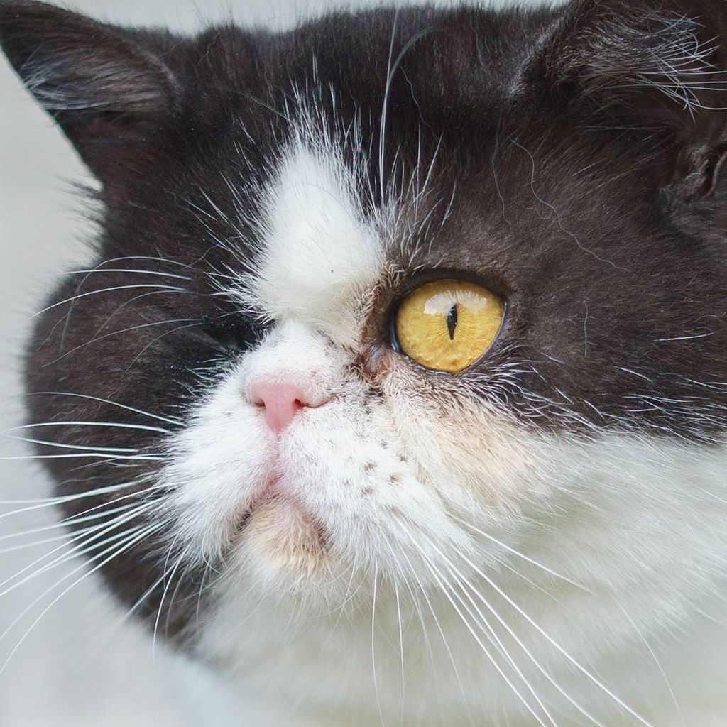 catmapper's tweet image. Year two of my yearly recap of the best cat faces I captured throughout the year kicks off with @normanlovesbernie #catmapper ift.tt/2zUomRF