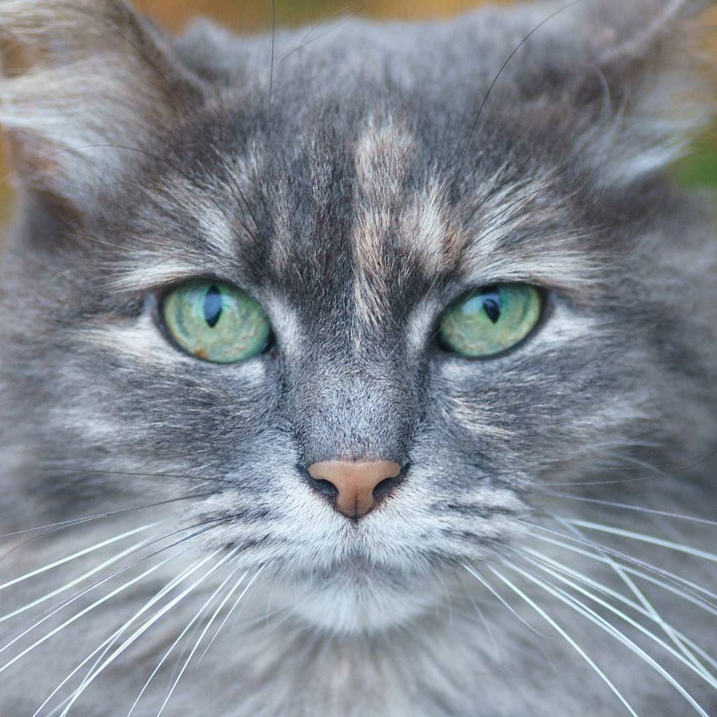 catmapper's tweet image. Lucille the cat #catmapper ift.tt/2C1QTH5