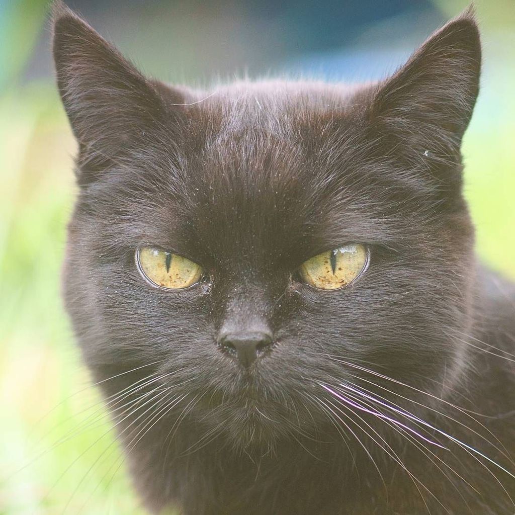 catmapper's tweet image. Trouble the cat #catmapper ift.tt/2Ekrbil