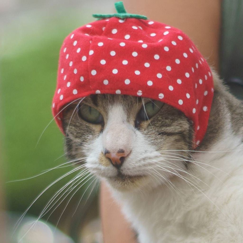 catmapper's tweet image. Neighborhood lap cat wearing my nekofurutsuchan hat #catmapper ift.tt/2zUph4z
