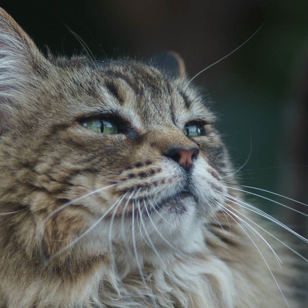 catmapper's tweet image. Xena the cat #catmapper ift.tt/2Cr8snh