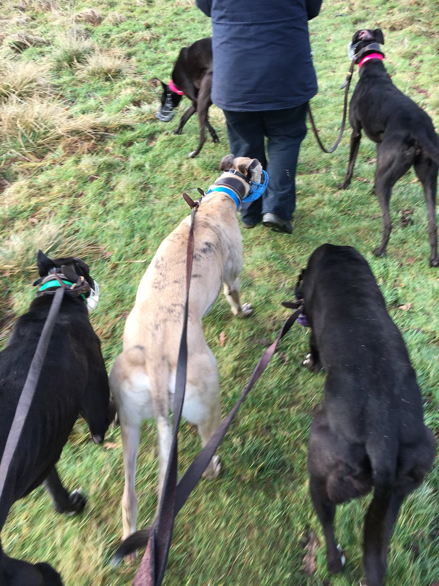 BgpDoggies's tweet photo. It’s the last day of the year so Wes went for a really long walk then had a big dinner 🐾🐾💪💞 
See you all next year 😂 https://t.co/6IcDs5FpV1