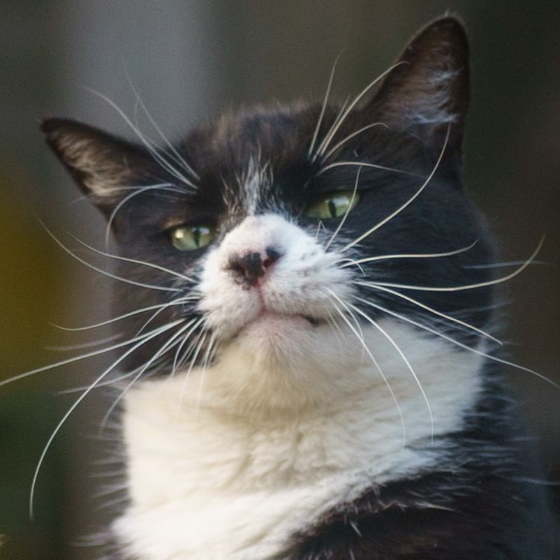 catmapper's tweet image. Squeaky the cat #catmapper ift.tt/2CraLGK