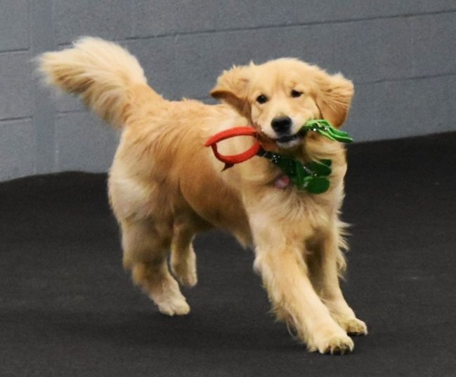 SureFireDogs's tweet image. We hope your holidays have been this joyous and wish you a Happy New Year!