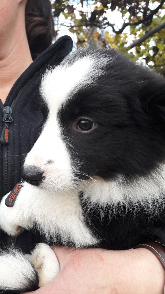 BorderC_Chile's tweet image. #BorderCollieBestOfBatist les desea a todos nuestros clientes, seguidores y amigos un gran #Año para este #2018  junto a sus familias 🎉🎆🎊🎉🎆🌟