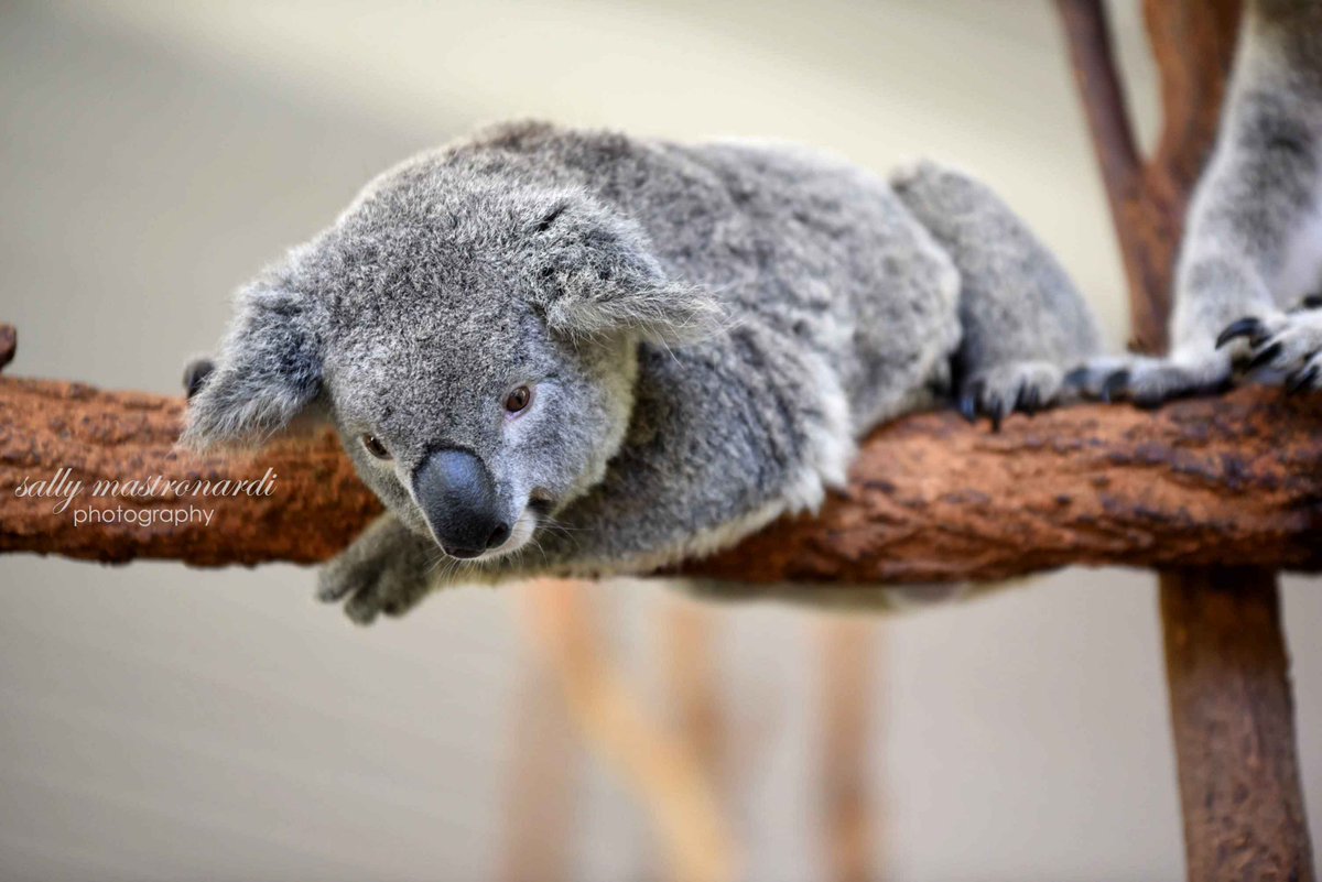 #HappyNewYear2018 #happynewyear 
taking a #twitterbreak but instagram will still be active 
instagram.com/sallymastronar…