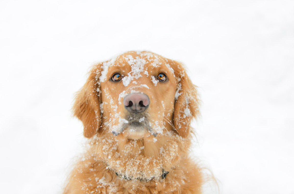 madimariem's tweet photo. Have you ever seen a dog prettier than my Maple ♡ ♡ ♡ https://t.co/2LrhcRZ613