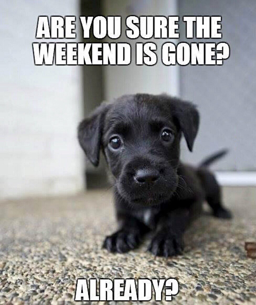 #dog #funnydogs #dogsmemes #indiegames #mobile #cutepets #cuteanimal #funnypets #hilariousanimals #dogevolution #pigevolution #coolgames #mobile