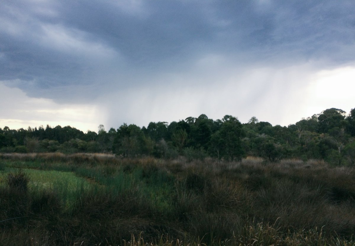 Mozziebites's tweet photo. I think I’m going to get wet! Afternoon fieldwork watching #sydneystorm rolling over @olympicpark_syd #wetlands #summersc ience #sydneylocal https://t.co/COmNH8VEer