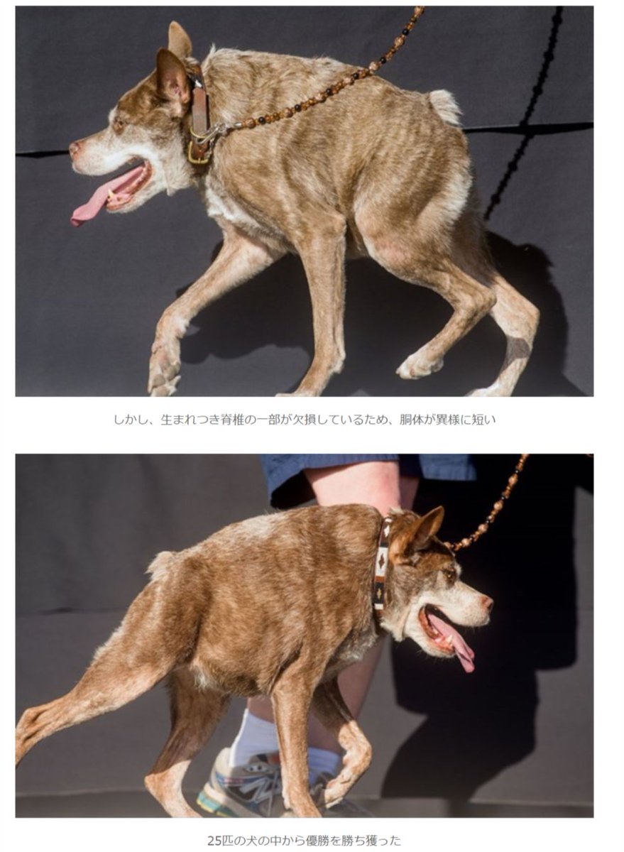 트위터의 ぞうきん 님 15年 世界一醜い犬コンテスト が今年も開催 優勝は雑種犬のカジモド T Co 3vlyh8tbh8 これ最初見た時はコラかと思ったけど実在する犬なんだな