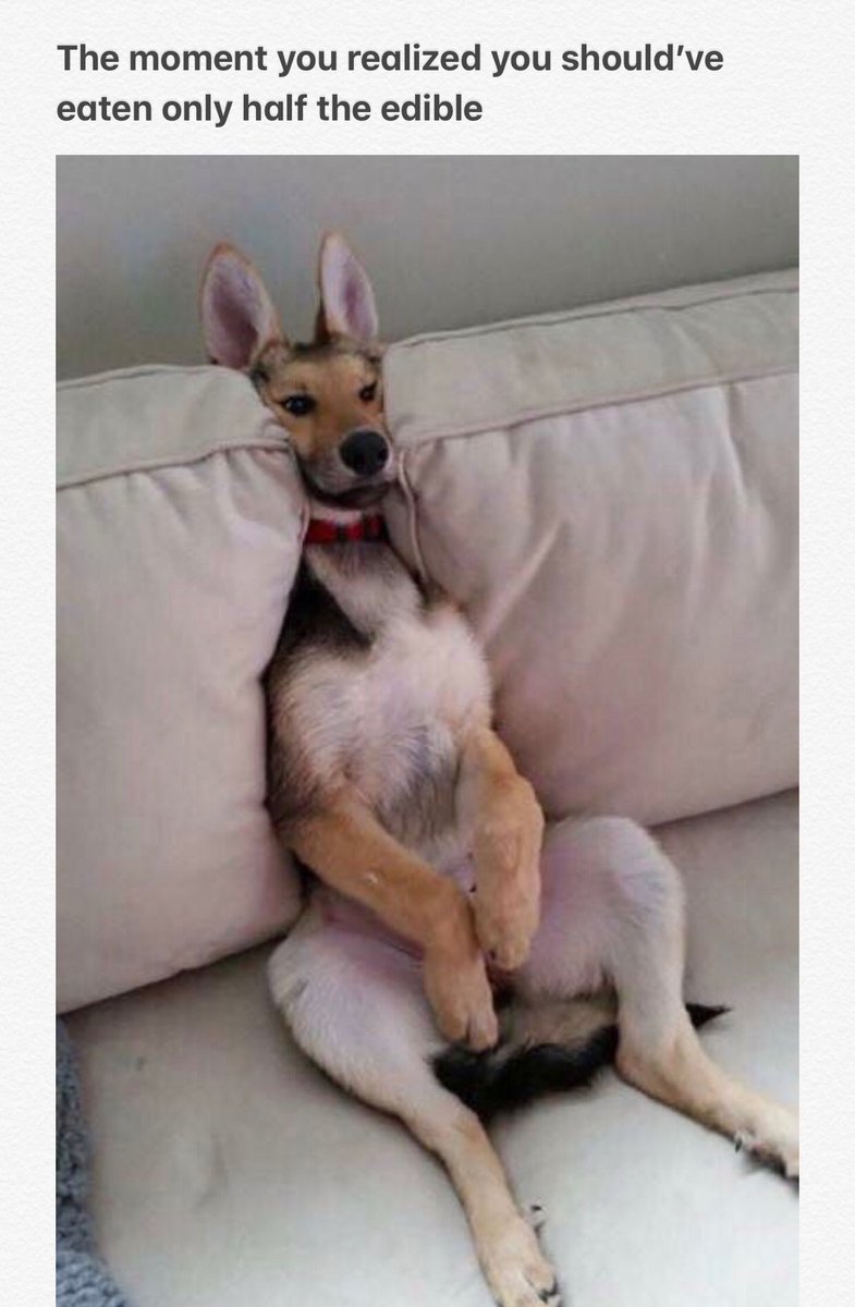 ElevatedStash's tweet photo. Sunday funday! Let’s get Elevated 😎#edibles #stonerfam #dessert #treats #sit #staylit #goodboy #couchpotato https://t.co/24ww3izbQO