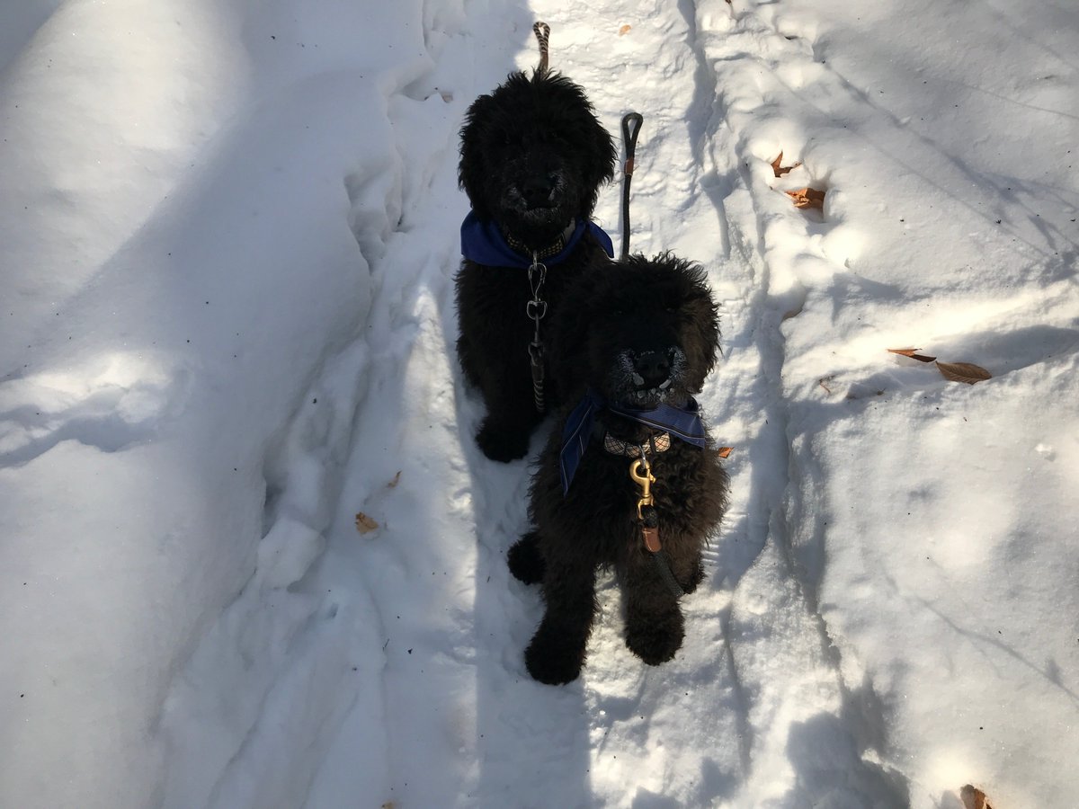 Charlie &amp; Benny enjoyed scenic Rattlesnake Point and tried to keep up with Bruce's incredibly fast Islay. One day we'll get them to learn this amazing feat! Check this out: x.com/sarm0161/statu… <a href="/McMaster_MI/">MacPherson Institute</a> <a href="/Mirasahmad/">Mira Ahmad</a> <a href="/CameronAhmad/">Cameron Ahmad</a>