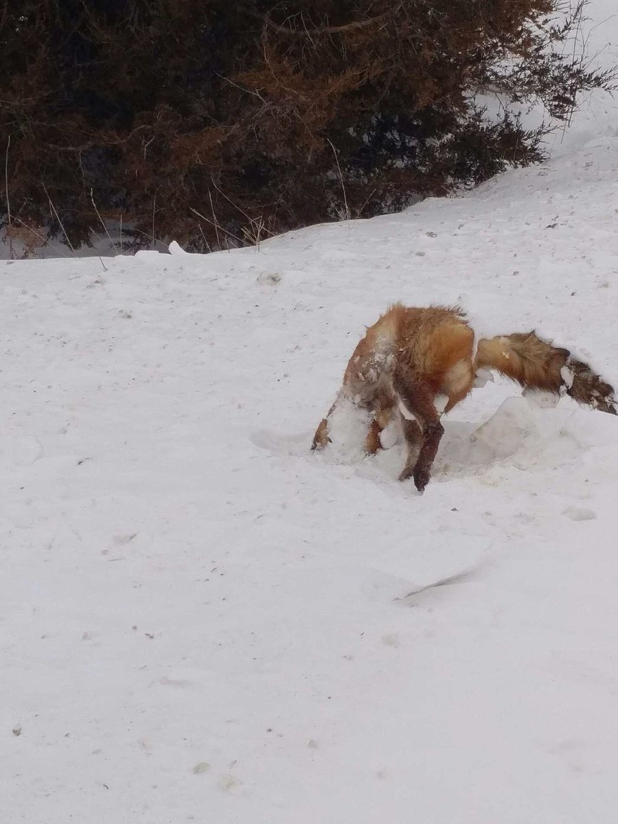 JohnNooyen1's tweet photo. What you can find snowmobiling #FrozenFox https://t.co/bibrGUDx1r