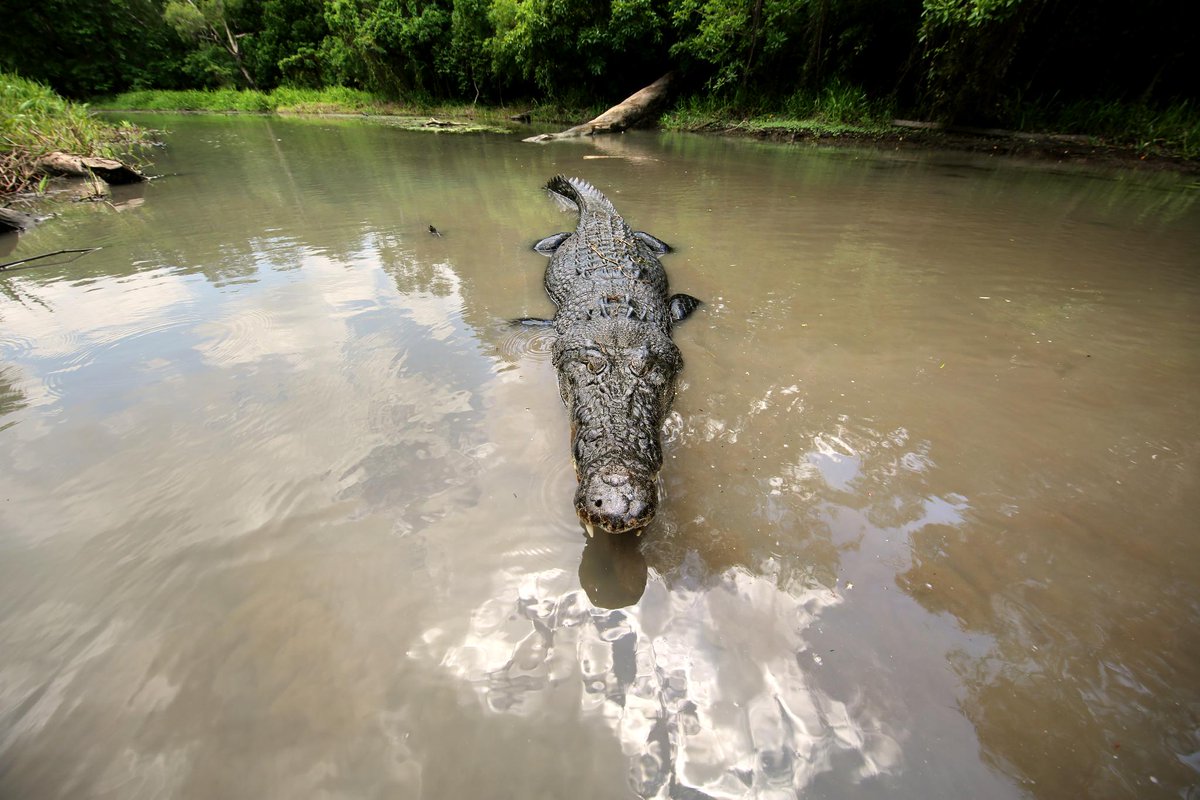 NatGeoAnimals's tweet photo. Animal expert Matt Wright responds to a call about a possible sighting of a legendary crocodile that may be the largest he’s ever seen. #MonsterCroc starts NOW! https://t.co/1Eq6dBQMKU