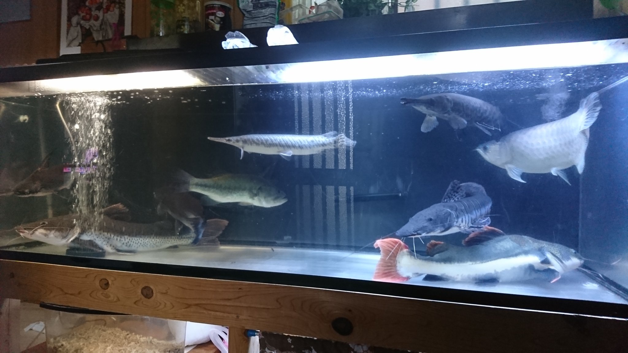 愚 者 人 ビッグ水槽 アジアアロワナ クロスタイガー レッドテールキャット タイガーショベルノーズ スポッテッドガー アリゲーターガー バールン ブラックバス プレコ T Co Sn0csh3bfs Twitter