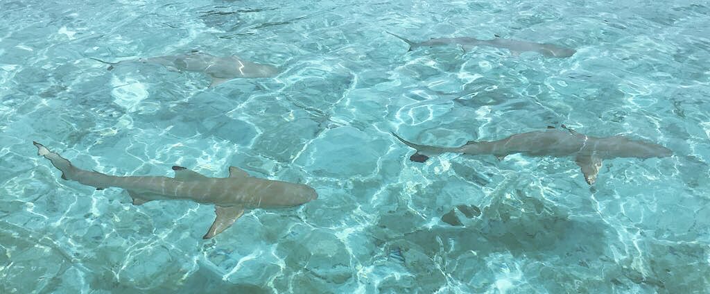 haashoficial's tweet photo. Más domingos así.😍🙌🏼 #BoraBora ¿Cómo estuvo su día?❤️ https://t.co/i5RpEWAAJu
