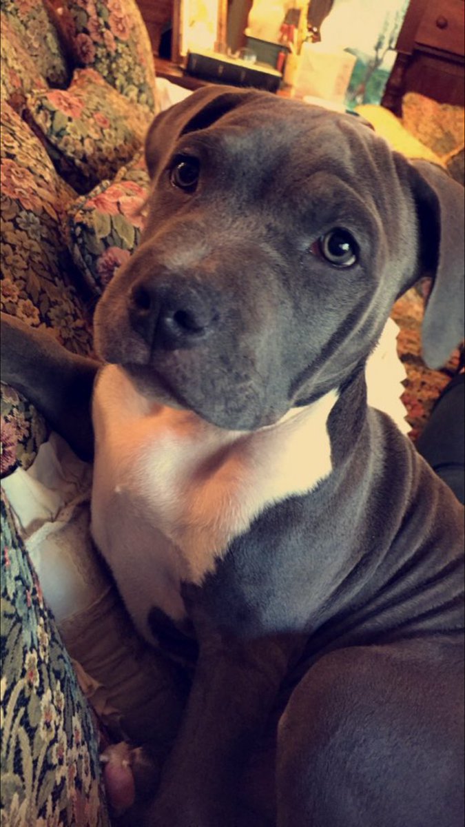 PitbuIIs's tweet image. 