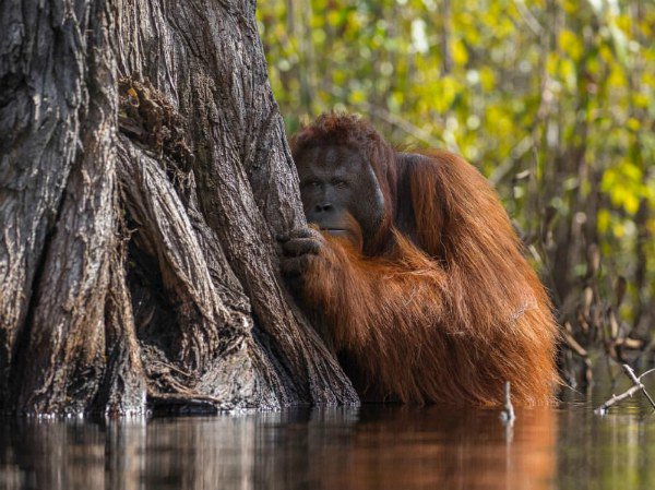 TopovikCom's tweet photo. 📸Знаменитое издательство NatGeo Wild разрешило публиковать на своем официальном аккаунте в Инстаграм свои работы разным фотографом со всего мира. Посмотрите, что из этого получилось...
https://t.co/4Z6DyrLkkI https://t.co/vM4IboCwW8