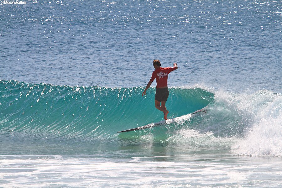 Golden Breed Surf tweet media