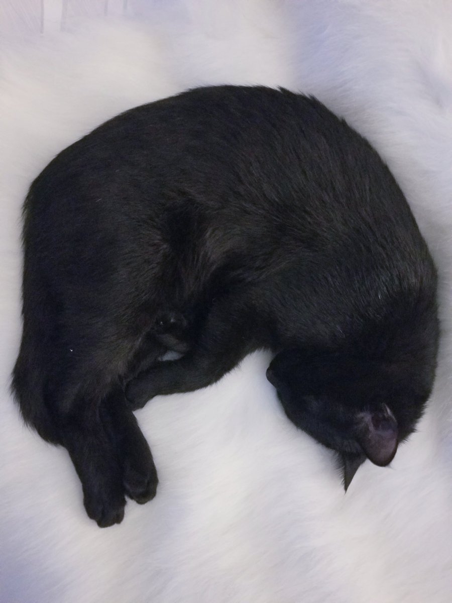 LifeOfOneBlack1's tweet photo. Sweet dreams! 😺 #goodnight #dreams #blackcat #CatsOfTwitter #kitten #cat #SleepTime #cuteanimals #pets https://t.co/WGXvAczmGj