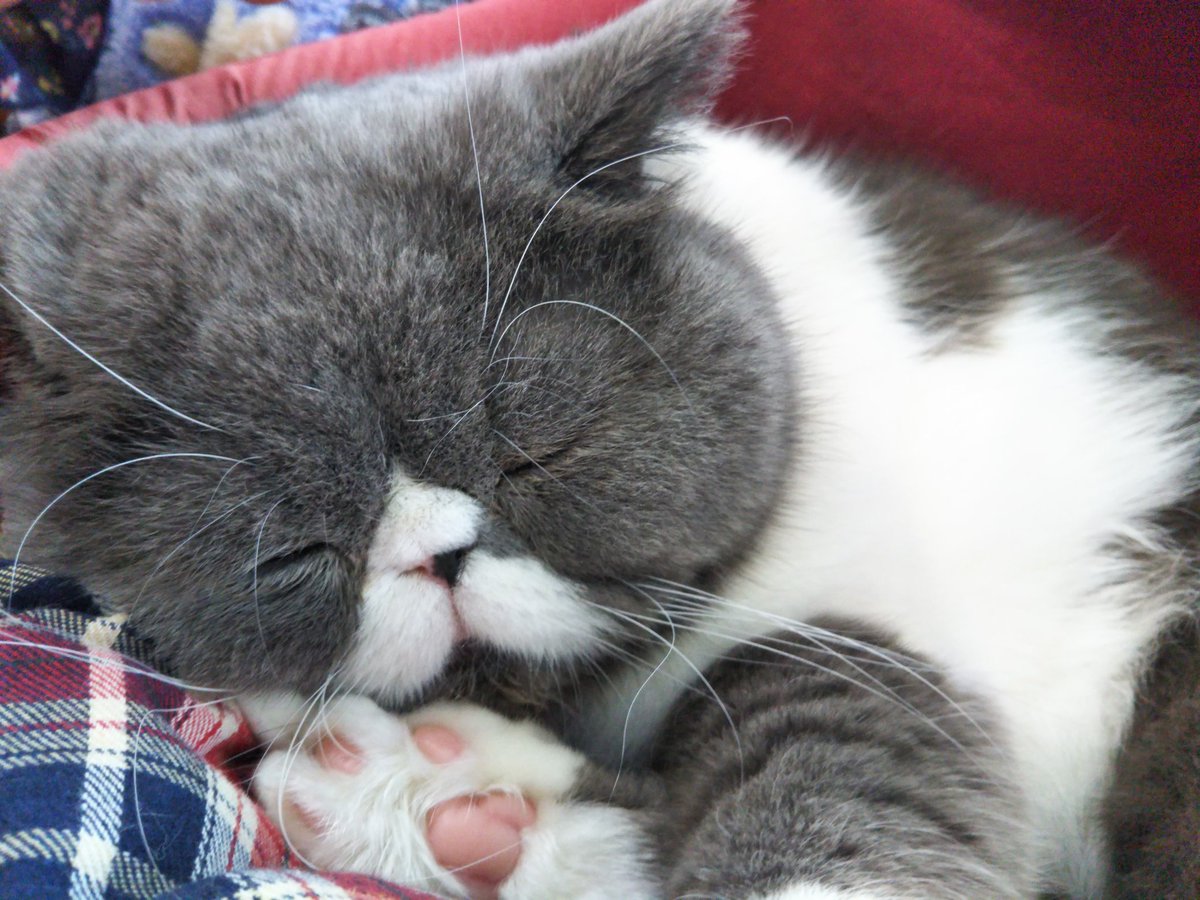 haham1085's tweet photo. にゃんごろろろおおおお💞💞💞ﾓﾌﾓﾌﾓﾌﾓﾌﾓﾌﾓﾌﾓﾌﾓﾌ https://t.co/TbaMPcMTrK