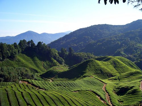 WellPlaces's tweet photo. Cameron Highlands in #Malaysia
#Macktrip
https://t.co/WCjgavVggk https://t.co/OCdskX5sIr