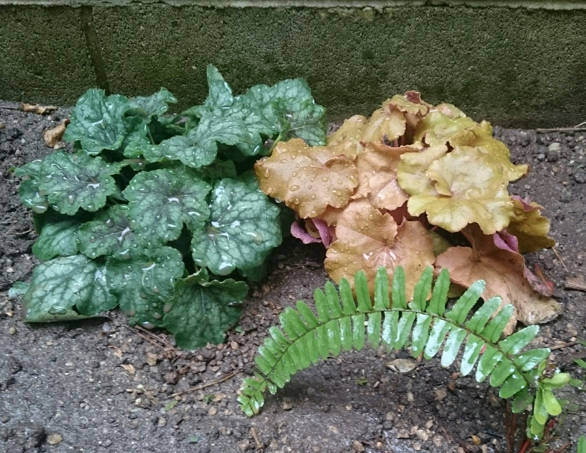 幸子 Twitter પર 昨日買ってきたヒューケラの苗を植え付けました ドルチェシリーズで左側がマッチャプディング 右側がバタークリーム 他にもアップルシブースト チョコミント ライムソルベ ブラックベリータルト スノーシュクレ等々 美味しそうな名前ばかり